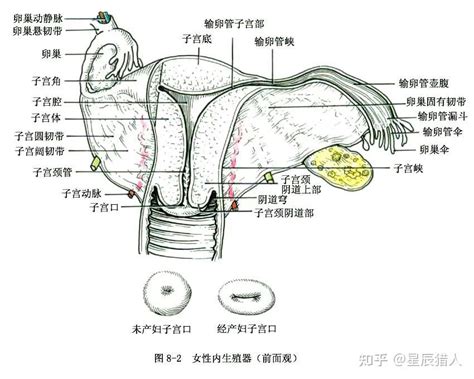 女人小穴|女性生殖系统解剖图（建议收藏）